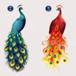 Tavus kuşu kişilik testi ile arkadaşlık tarzınızı keşfedin: Hangi tavus kuşu size uygun?