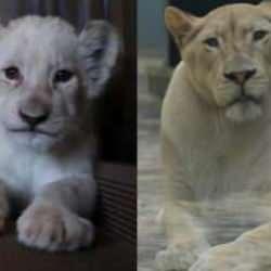 Tuzla'daki Aslan Park'ta annelerinin reddettiği beyaz aslan 3 yaşını doldurdu