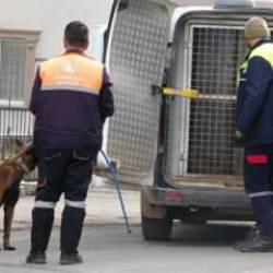 Başıboş köpekçi gruplar örgütleniyorlar! Emekli savcı uyardı: Hapis cezası var!