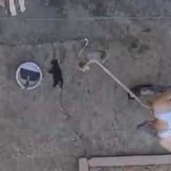 3 yavru kediyi fır&ccedil;a sapıyla katleden caniden vahşet i&ccedil;in pişkin s&ouml;zler: &lsquo;Bir dinle&rsquo;