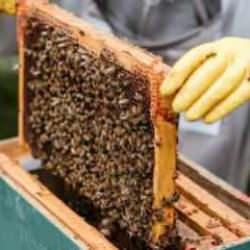 Bal hasadının başladığı Sivas'ta 6 bin 500 ton rekolte bekleniyor