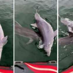 Bilimsel &ccedil;alışmaya konu oldu! Yunus, &ouml;len yunusu 6 g&uuml;nde karaya s&uuml;r&uuml;kledi