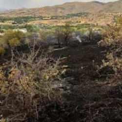 Elazığ’da çıkan yangında 150 dönüm tarım arazisi zarar gördü