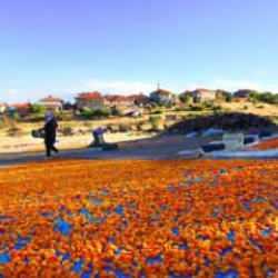 Hasadı biten kayısı "patik"le işçisine kazandırıyor