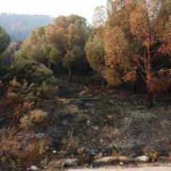 İzmir'de yangın felaketi! 3'üncü günde ağır bilanço havadan görüntülendi