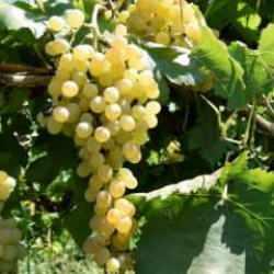 Manisalı öğrenciler bağlardaki hastalık ve zararlıları tespit için yazılım geliştirdi