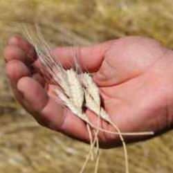 Ordu'da siyez buğday hasadı sevindirdi