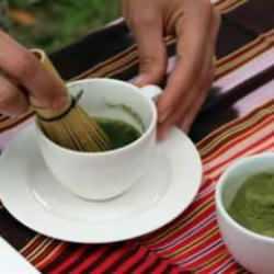 Rize Ziraat Odası çay üreticisine destek için çay tohumu yağı fabrikası kuruyor