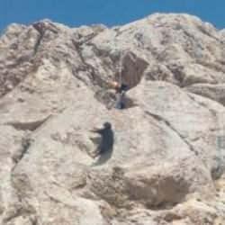 Ağrı'daki yaramaz ke&ccedil;iler kurtarıldı