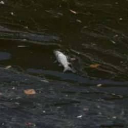 Balık &ouml;l&uuml;mlerinin g&ouml;r&uuml;ld&uuml;ğ&uuml; İzmir K&ouml;rfezi'nde yoğun denetim