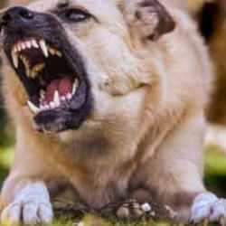 Toplanmayan başıboş köpekler can aldı: 12 ölü 225'i aşkın yaralı!