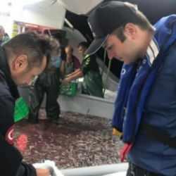 Hamsi avcılığına kota getirildi