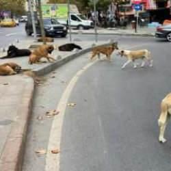 İstanbul'da başıboş k&ouml;pekten ka&ccedil;arken d&uuml;şen &ccedil;ocuk yaralandı