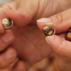 Kahverengi kokarca fındığı vurdu