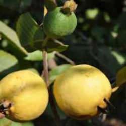 Mersin'de tropikal meyve guavanın hasadı başladı