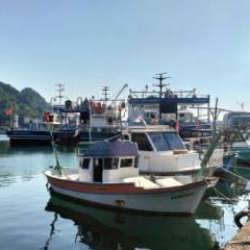 Ordulu balıkçılar, yeni sezonda palamuttan umutlu