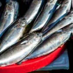 Palamudun fiyatı belli oldu, vatandaşın yüzü güldü