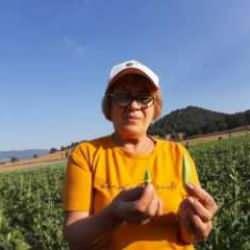 Pazarda 180, kendin toplarsan 80 lira!