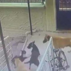 Sokak k&ouml;pekleri kediyi  katletti! O anlar kameraya b&ouml;yle yansıdı