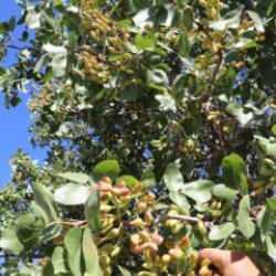 Ürünler meyvelerini verdi, Antep fıstığı Sivas'ı sevdi