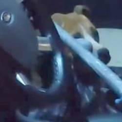 Adıyaman'da pitbull cinsi k&ouml;peğin kapalı ara&ccedil;ta yarattığı panik anları