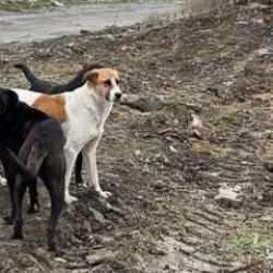 Başıboş köpek saldırısında İBB’ye ceza!