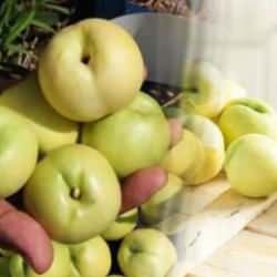 Bayramiç Beyazı nedir? Bayramiç Beyazı nerede ve nasıl yetiştirilir? Bayramiç Beyazı’nın sağlığa katkıları nelerdir?