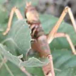 Diyarbakır'da görüldü! Boyu 20 santimetreye kadar ulaşıyor