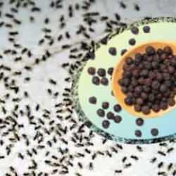 Karabiber kullanarak karıncalardan nasıl kurtulursunuz? Karabiberle karıncalardan kalıcı olarak kurtulma yöntemi