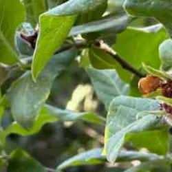 K&ouml;keni Japonya ama Y&uuml;ksekova'da yetişti