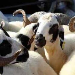 Koyun keçi yetiştiricileri "bitkisel üretim destekleri"nden memnun
