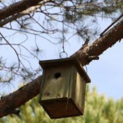 Ormana zarar veren böceklerle beslenen kuşlara yuva desteği
