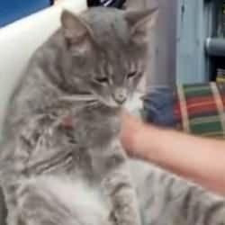 Petekte durduğu gibi durmuyor! Bal yiyen kedi fenalaştı