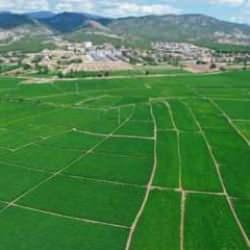 Pirinçte marka olan Osmancık'ta 20 bin ton çeltik rekoltesi bekleniyor