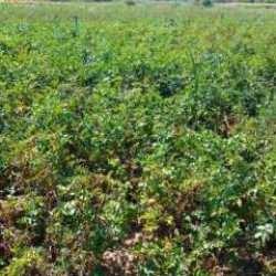 Tavşanlı’da patates üretimi yapılan alanlarda hastalık ve zararlı surveyleri yapıldı