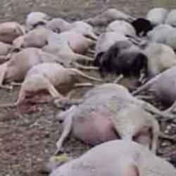 &Uuml;zerine yıldırım d&uuml;şen 60 koyun telef oldu