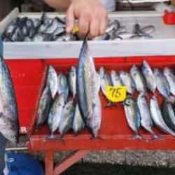 4 günde yakalanan 100 ton palamut fiyatları düşüyor