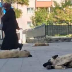 Ağrı'da başıboş köpek tedirginliği!