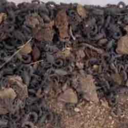 Canlı akrep toplayan kişiye 387 bin lira para cezası