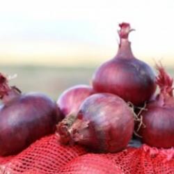Çorum'da tescilli "Alaca mor soğanı"nda hasat dönemi başladı