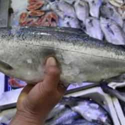 Doğu Karadeniz'in 8 aylık Türk somonu ihracatı yüzde 10 arttı