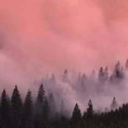 Dünya Meteoroloji Örgütü: İklim değişikliğinin, orman yangınları üzerinde etkileri var