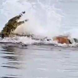 Nehirde y&uuml;zen adamı ikiye ayırdı! Dev timsahın dehşet anları...