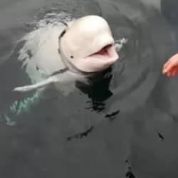 Rus casusu diyerek balinayı &ouml;ld&uuml;rd&uuml;ler