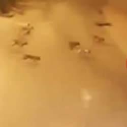 Sokakta dehşet: Başıboş köpekler kediyi parçaladı! 