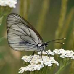 Van G&ouml;l&uuml; Havzası, 230 renkli misafire ev sahipliği yapıyor