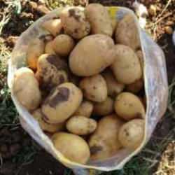 Verim ve kaliteden memnun kalan patates üreticileri, tarla satış fiyatını düşük buldu