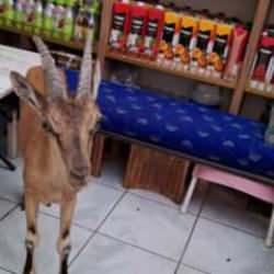 Koruma altındaki dağ ke&ccedil;isinden ilgin&ccedil; ziyaret