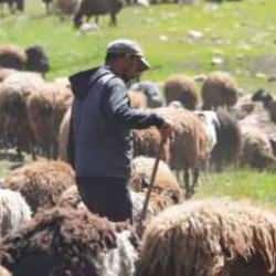 150 bin çoban aranıyor: 3 bakanlık seferber oldu