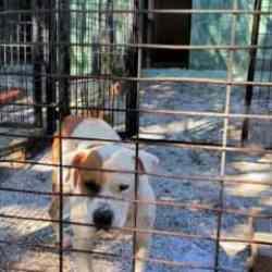 Ata saldıran başıboş pitbull g&ouml;zetim altına alındı